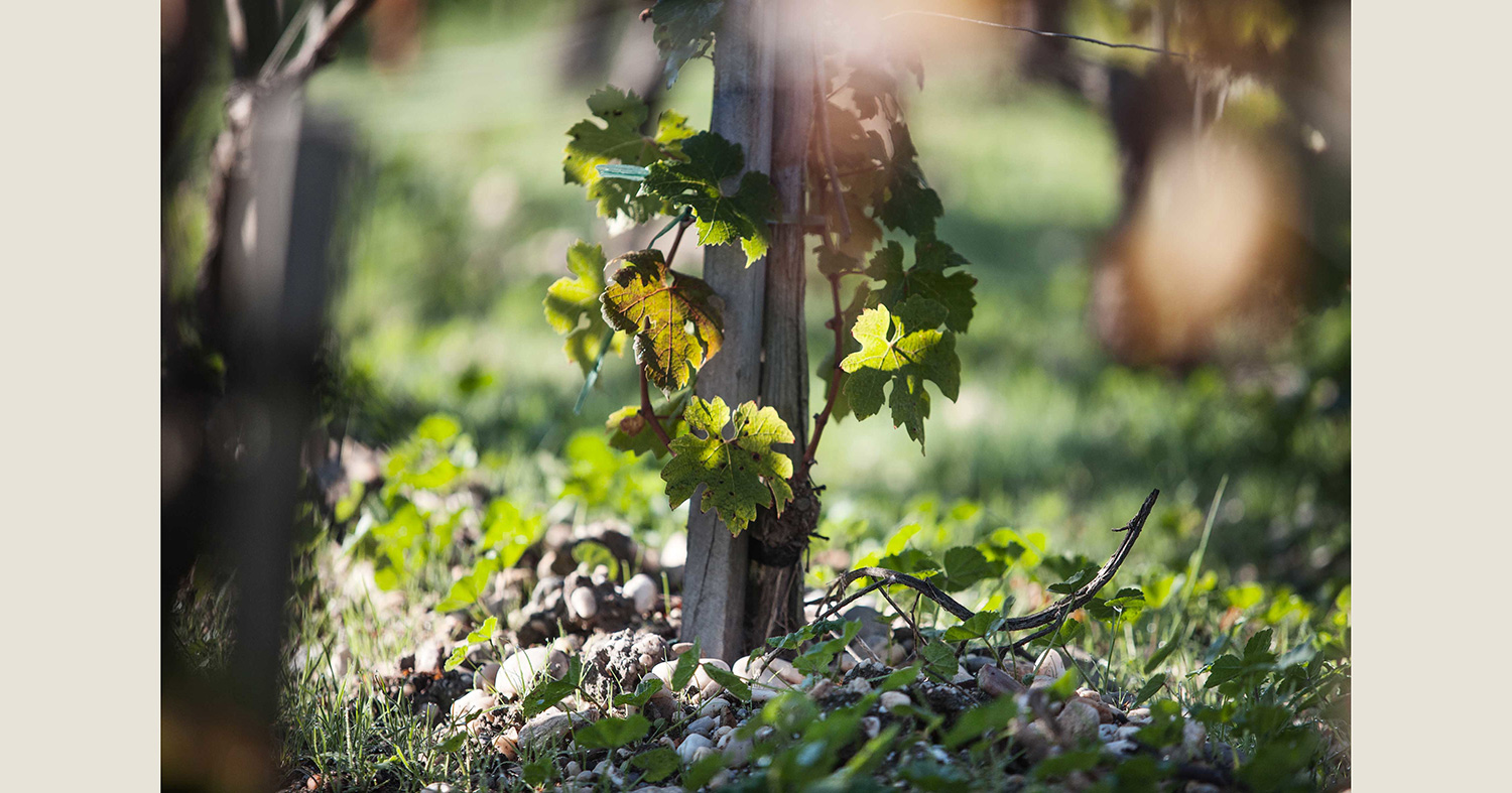 Savoir-faire - Vigne